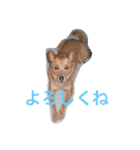愛犬あいちゃんのかわいいスタンプ（個別スタンプ：13）
