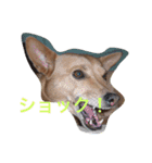 愛犬あいちゃんのかわいいスタンプ（個別スタンプ：14）