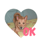 愛犬あいちゃんのかわいいスタンプ（個別スタンプ：15）