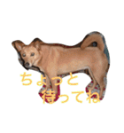愛犬あいちゃんのかわいいスタンプ（個別スタンプ：16）