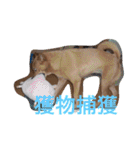 愛犬あいちゃんのかわいいスタンプ（個別スタンプ：17）