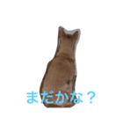 愛犬あいちゃんのかわいいスタンプ（個別スタンプ：18）