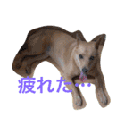 愛犬あいちゃんのかわいいスタンプ（個別スタンプ：20）