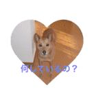 愛犬あいちゃんのかわいいスタンプ（個別スタンプ：23）