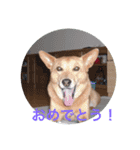愛犬あいちゃんのかわいいスタンプ（個別スタンプ：24）