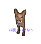 愛犬あいちゃんのかわいいスタンプ（個別スタンプ：25）