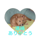 愛犬あいちゃんのかわいいスタンプ（個別スタンプ：28）