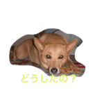 愛犬あいちゃんのかわいいスタンプ（個別スタンプ：29）