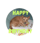 愛犬あいちゃんのかわいいスタンプ（個別スタンプ：30）