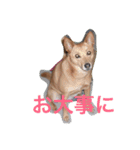 愛犬あいちゃんのかわいいスタンプ（個別スタンプ：31）