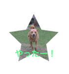 愛犬あいちゃんのかわいいスタンプ（個別スタンプ：32）