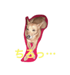 愛犬あいちゃんのかわいいスタンプ（個別スタンプ：33）