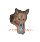 愛犬あいちゃんのかわいいスタンプ（個別スタンプ：34）