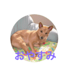 愛犬あいちゃんのかわいいスタンプ（個別スタンプ：35）