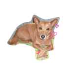 愛犬あいちゃんのかわいいスタンプ（個別スタンプ：36）