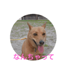 愛犬あいちゃんのかわいいスタンプ（個別スタンプ：38）