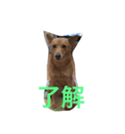 愛犬あいちゃんのかわいいスタンプ（個別スタンプ：39）