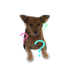 愛犬あいちゃんのかわいいスタンプ（個別スタンプ：40）