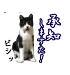 ハチワレ猫のカルロスの日常（個別スタンプ：1）