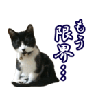 ハチワレ猫のカルロスの日常（個別スタンプ：2）
