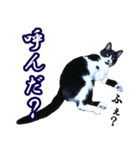 ハチワレ猫のカルロスの日常（個別スタンプ：3）