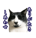 ハチワレ猫のカルロスの日常（個別スタンプ：4）