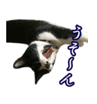 ハチワレ猫のカルロスの日常（個別スタンプ：6）