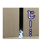 ハチワレ猫のカルロスの日常（個別スタンプ：7）