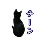 ハチワレ猫のカルロスの日常（個別スタンプ：9）