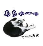 ハチワレ猫のカルロスの日常（個別スタンプ：10）