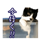 ハチワレ猫のカルロスの日常（個別スタンプ：11）