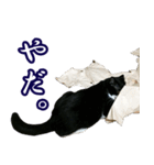 ハチワレ猫のカルロスの日常（個別スタンプ：12）