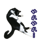 ハチワレ猫のカルロスの日常（個別スタンプ：13）