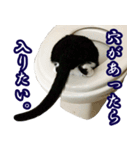 ハチワレ猫のカルロスの日常（個別スタンプ：15）