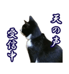 ハチワレ猫のカルロスの日常（個別スタンプ：16）