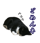 ハチワレ猫のカルロスの日常（個別スタンプ：17）