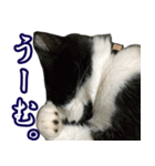 ハチワレ猫のカルロスの日常（個別スタンプ：19）