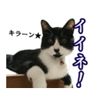ハチワレ猫のカルロスの日常（個別スタンプ：20）