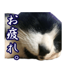 ハチワレ猫のカルロスの日常（個別スタンプ：22）