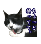 ハチワレ猫のカルロスの日常（個別スタンプ：23）