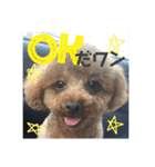 トイプードル エレンくんのスタンプ（個別スタンプ：1）
