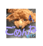 トイプードル エレンくんのスタンプ（個別スタンプ：4）