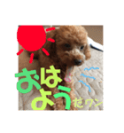 トイプードル エレンくんのスタンプ（個別スタンプ：5）