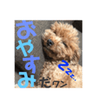 トイプードル エレンくんのスタンプ（個別スタンプ：6）