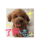 トイプードル エレンくんのスタンプ（個別スタンプ：7）