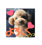 トイプードル エレンくんのスタンプ（個別スタンプ：8）