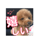 トイプードル エレンくんのスタンプ（個別スタンプ：9）