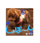 トイプードル エレンくんのスタンプ（個別スタンプ：11）