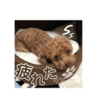 トイプードル エレンくんのスタンプ（個別スタンプ：12）