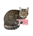 わがままお嬢  ちゃこ（個別スタンプ：1）